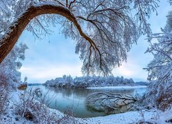 Ośnieżone drzewa nad rzeką Terek w Rosji