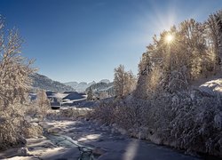 Ośnieżone drzewa nad rzeką Thur River w Szwajcarii