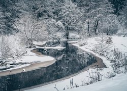 Ośnieżone drzewa nad rzeką w lesie