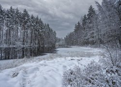 Zima, Śnieg, Rzeka, Las, Ośnieżone, Drzewa, Krzewy, Chmury