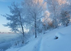 Ośnieżone drzewa nad rzeką Wołgą w Moskwie