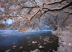 Ośnieżone drzewa nad rzeką