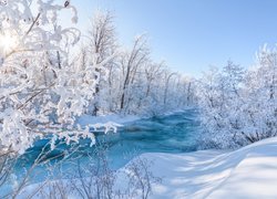 Ośnieżone drzewa nad zamarzniętą rzeką