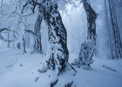 Zima, Las, Poranek, Ośnieżone, Drzewa