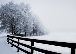 Ośnieżone drzewa obok ogrodzenia