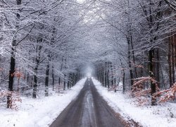 Ośnieżone drzewa po obu stronach drogi w lesie