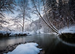 Ośnieżone drzewa pochylone nad rzeką