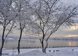 Ośnieżone drzewa przy drodze nad rzeką
