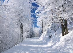 Zima, Droga, Las, Ośnieżone, Drzewa, Pogodny, Dzień