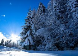 Zima, Śnieg, Drzewa, Las, Promienie słońca