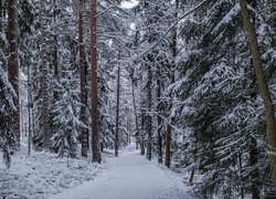 Las, Ścieżka, Śnieg, Drzewa, Zima