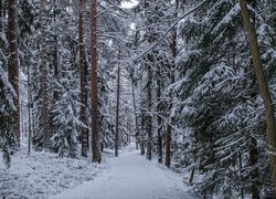 Ośnieżone drzewa przy leśnej ścieżce