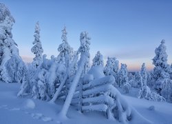 Zima, Śnieg, Ośnieżone, Drzewa, Ogrodzenie