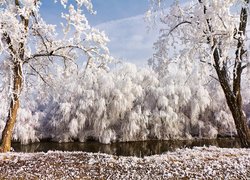 Ośnieżone drzewa przy rzece