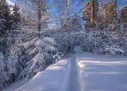 Zima, Zaśnieżony, Las, Drzewa, Droga, Śnieg