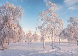 Zima, Oszronione, Drzewa, Ścieżka