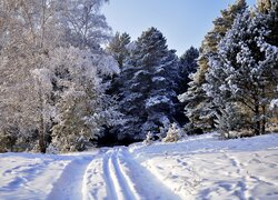 Ośnieżone drzewa przy zaśnieżonej drodze do lasu