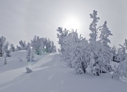Ośnieżone drzewa w głębokim śniegu