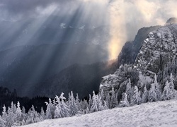 Zima, Góry, Drzewa, Przebijające Światło