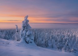 Ośnieżone drzewa w Laponii