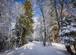 Las, Drzewa, Śnieg, Gałęzie, Zima