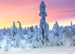 Ośnieżone drzewa w Parku Narodowm Riisitunturi w Laponii
