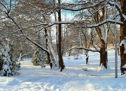 Zima, Śnieg, Park, Ośnieżone, Drzewa
