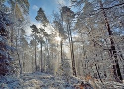 Zima, Las, Oszronione, Drzewa, Przebijające światło