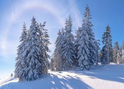 Zima, Ośnieżone, Drzewa, Śnieg, Słoneczny, Dzień