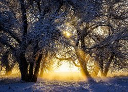 Zima, Przebijające Światło, Ośnieżone, Drzewa