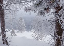 Ośnieżone drzewa w śniegu we mgle