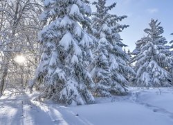 Ośnieżone drzewa w świetle słońca