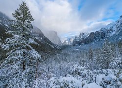 Ośnieżone drzewa w Yosemite Valley i góry Sierra Nevada we mgle
