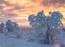 Finlandia, Laponia, Zima, Ośnieżone, Drzewa, Zachód słońca