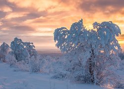 Finlandia, Laponia, Zima, Ośnieżone, Drzewa, Zachód słońca