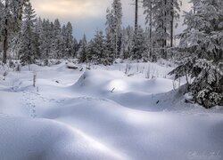 Ośnieżone drzewa w zaspach