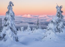 Ośnieżone drzewa w zaspach na tle gęstej mgły nad doliną