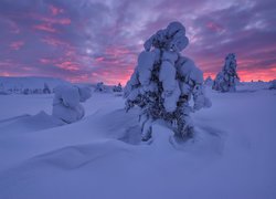 Ośnieżone drzewa w zaspach śnieżnych