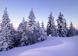Ośnieżone drzewa w zaspach