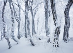 Ośnieżone drzewa w zasypanym śniegiem lesie