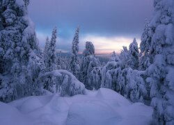 Ośnieżone drzewa w zimowych zaspach
