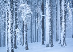 Zima, Las, Ośnieżone, Drzewa, Śnieg