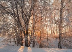 Ośnieżone drzewa w zimowym słońcu