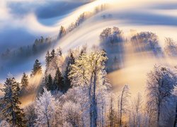 Ośnieżone drzewa we mgle na górze Uetliberg w Szwajcarii
