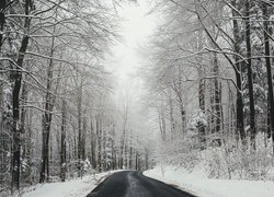 Zima, Droga, Las, Drzewa, Śnieg, Mgła