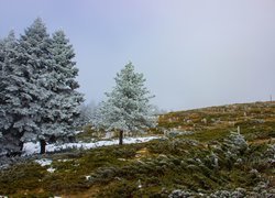 Zima, Ośnieżone, Drzewa, Wzgórze
