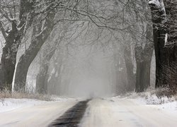 Ośnieżone drzewa wzdłuż zamglonej asfaltowej drogi