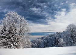 Lasy, Ośnieżone, Drzewa, Chmury, Zima