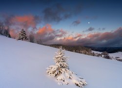 Zima, Drzewo, Śnieg, Wzgórze
