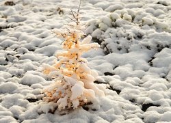 Ośnieżone drzewko w słońcu